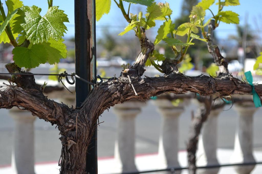 Chardonnay Lodge Napa Exterior foto