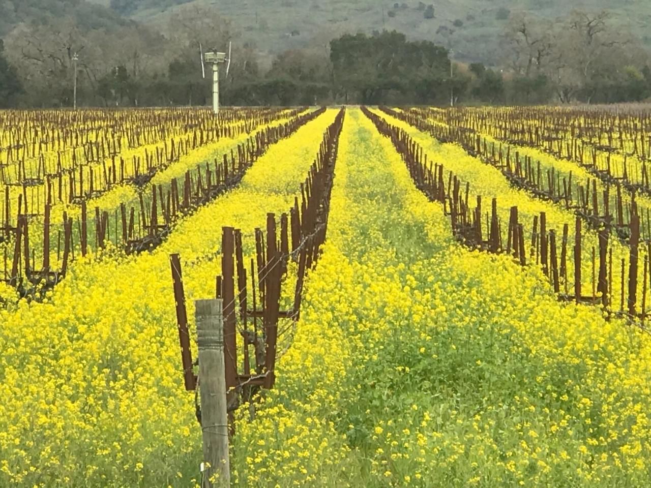 Chardonnay Lodge Napa Exterior foto